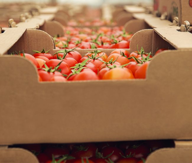red-fresh-tomatoes-gathered-into-cardboaard-boxes-purchasing
